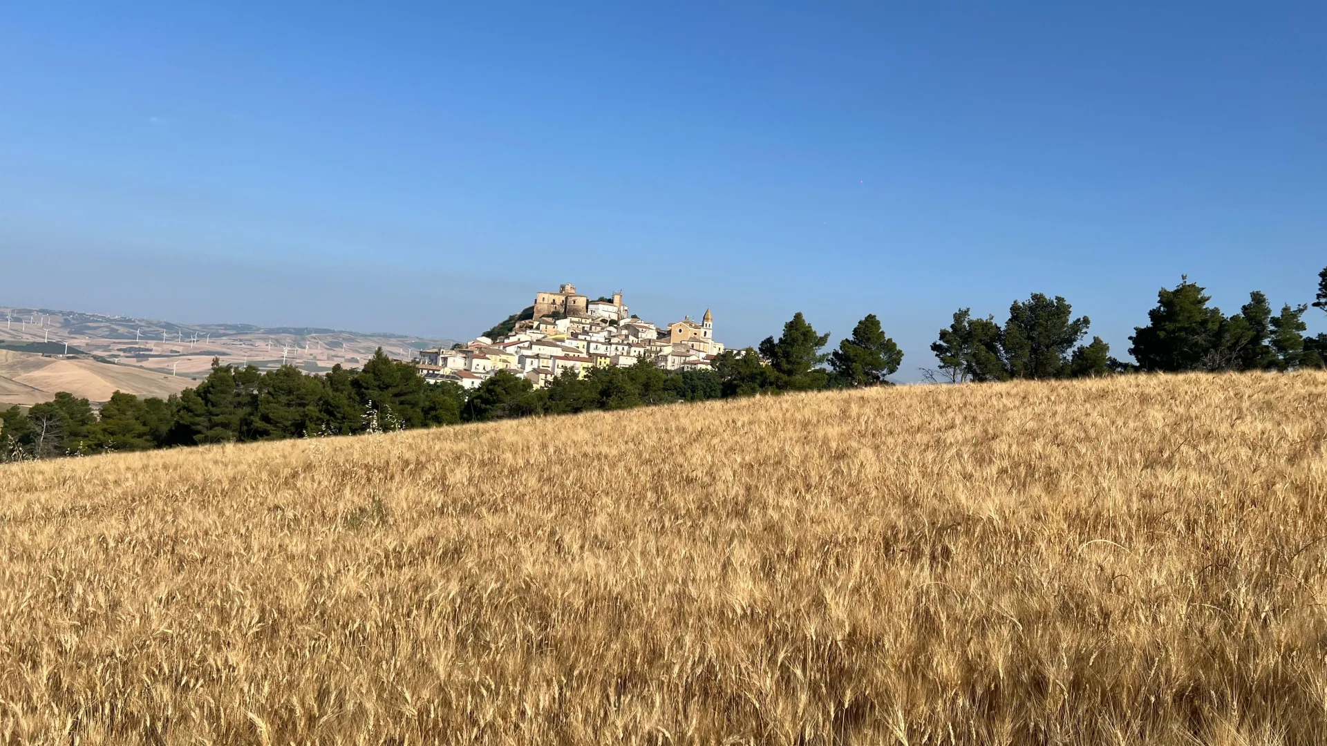 Grano biologico Coldiretti Puglia alla borsa merci di Foggia una parte del mondo agricolo USA contro l’aumento del prezzo bloccato a 31 € al quintale
